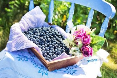 Plant substances in blueberries can delay the aging process